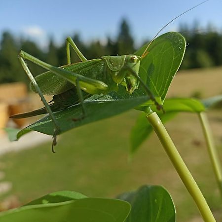 ノヴィ・タルク Gosciniec Dziubasowkiヴィラ エクステリア 写真