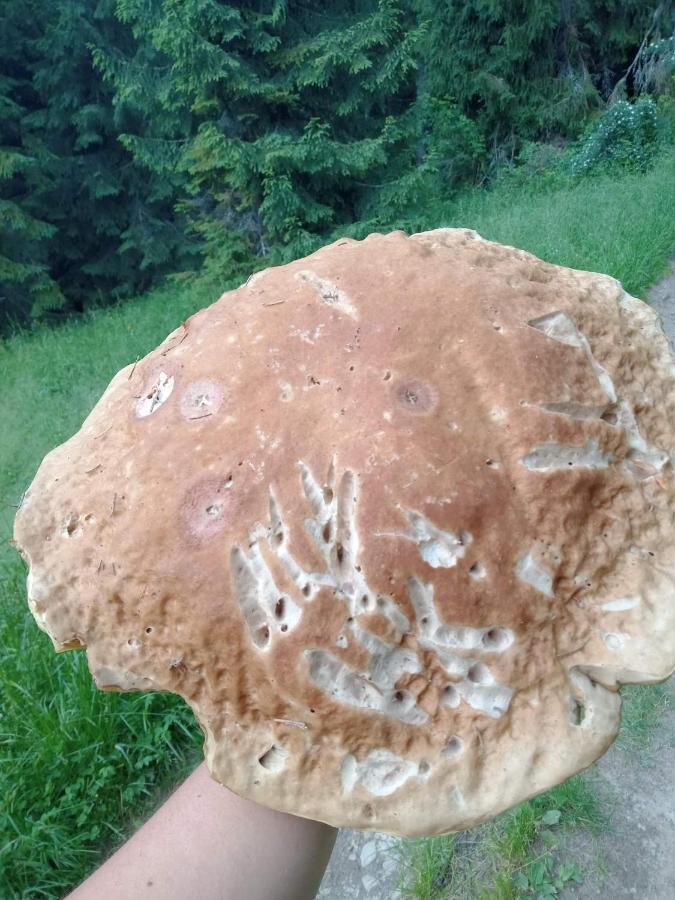 ノヴィ・タルク Gosciniec Dziubasowkiヴィラ エクステリア 写真
